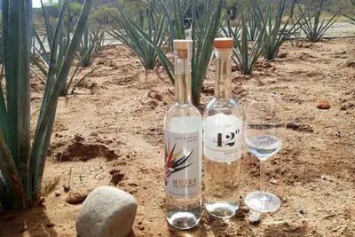 Bacanora’s Unique Flavor Journey in Northern Mexico