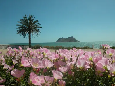 Bahia de Kino, Sonora: A Seafood Lover’s Paradise