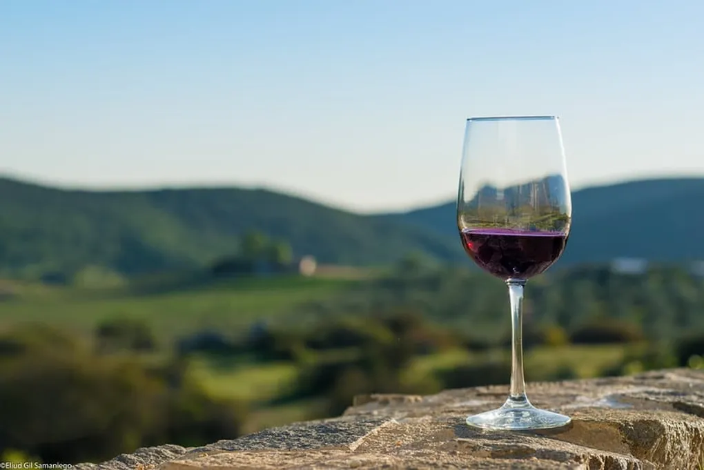 Top 12 Wineries in Valle de Guadalupe, Baja Mexico