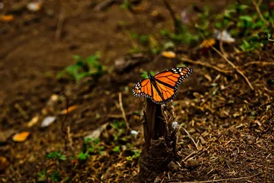 Chasing Monarchs: A Guide to Mexico’s Best Butterfly Sanctuaries