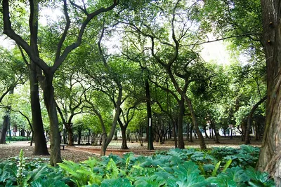 Best Parks in Mexico City That Offer Tranquility and Beauty