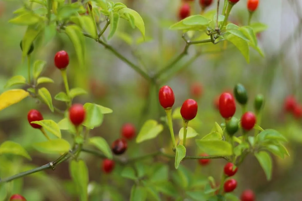 chiltepin pepper