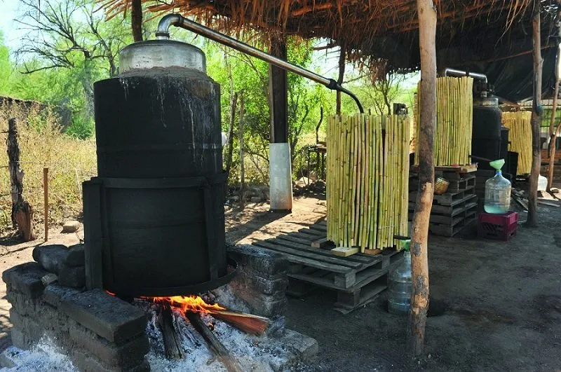 bacanora
