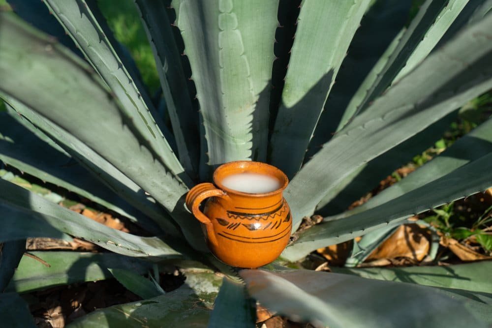 pulque