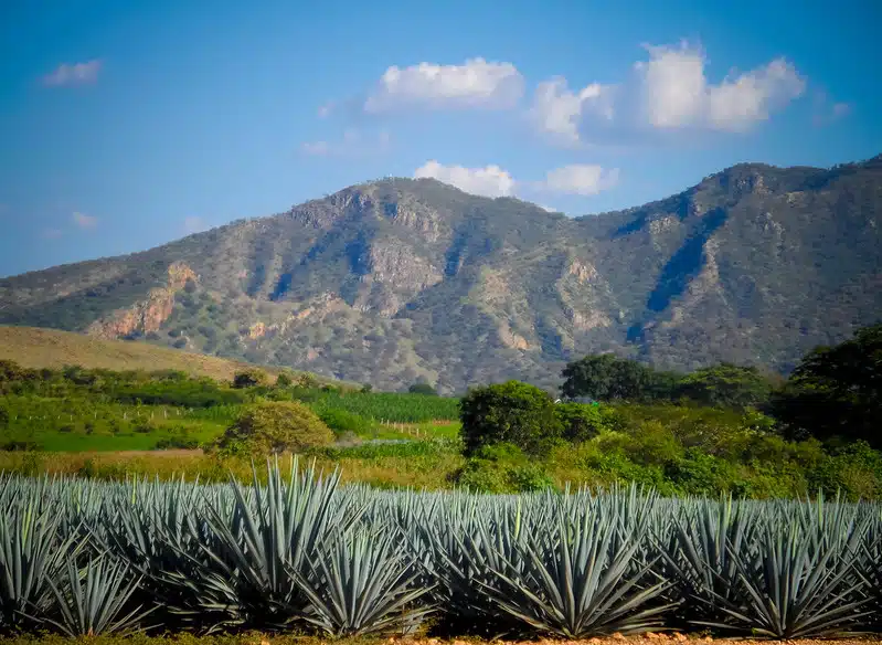 tequila jalisco mexico