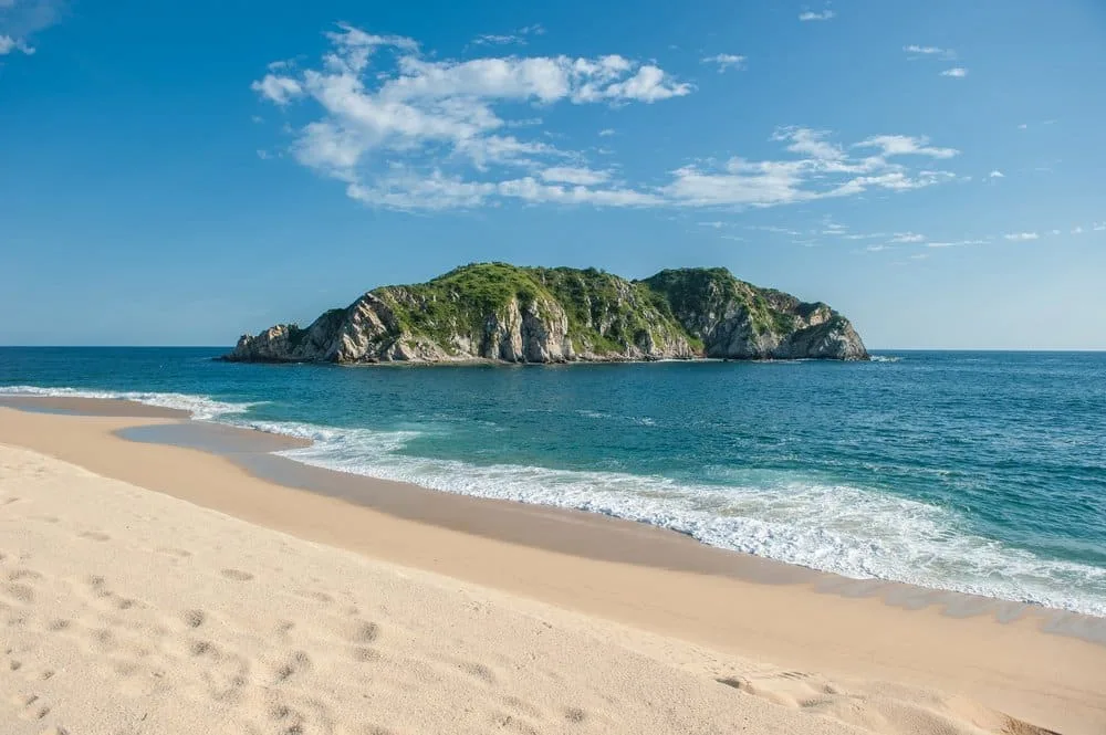 cacaluta