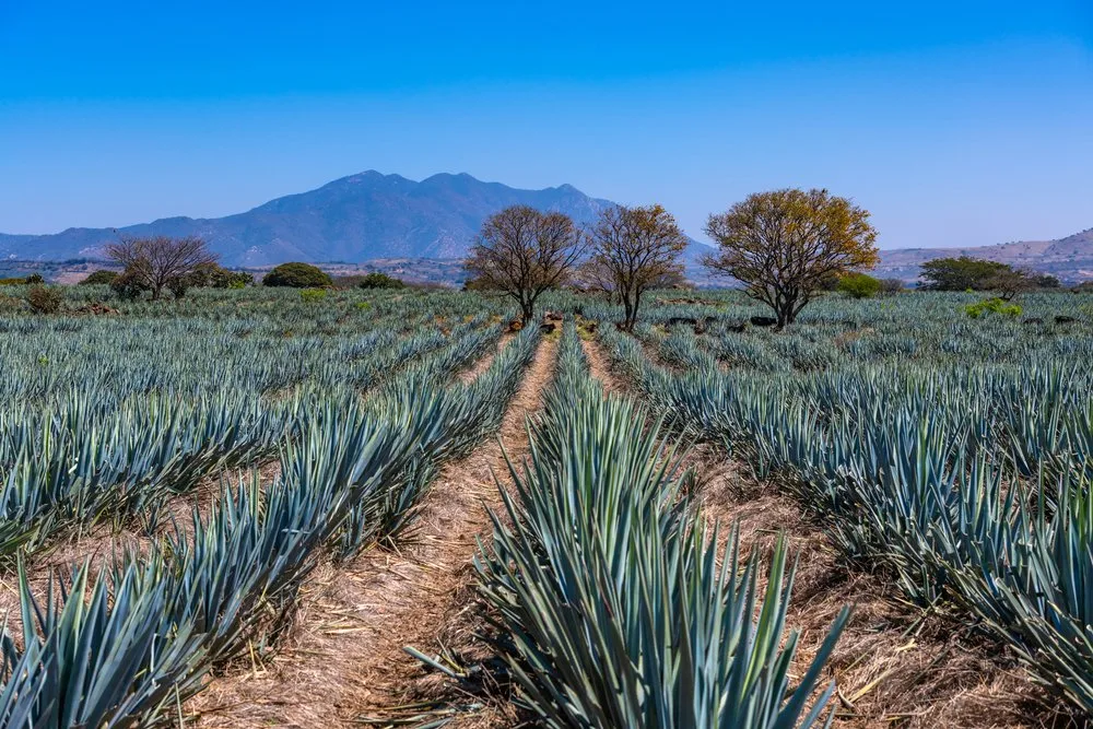 tequila jalisco