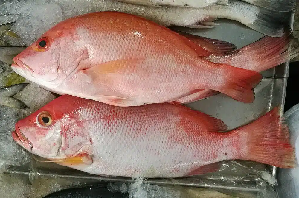 zarandeado fish