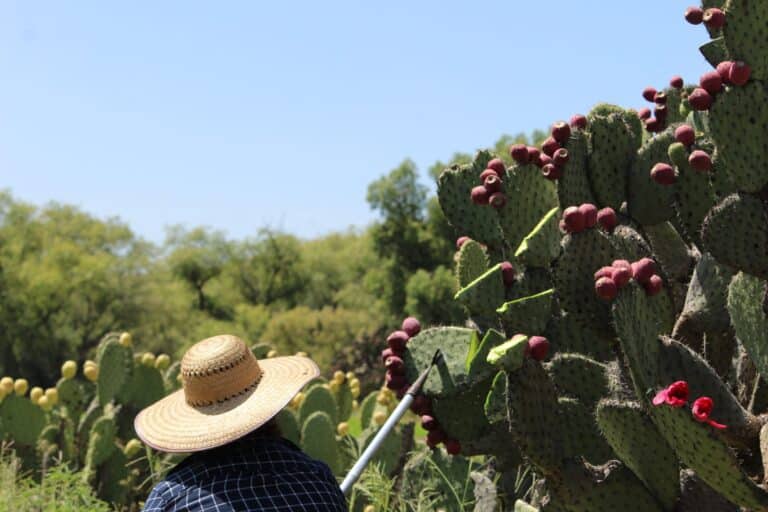 colonche ancestral mexican drink cactus