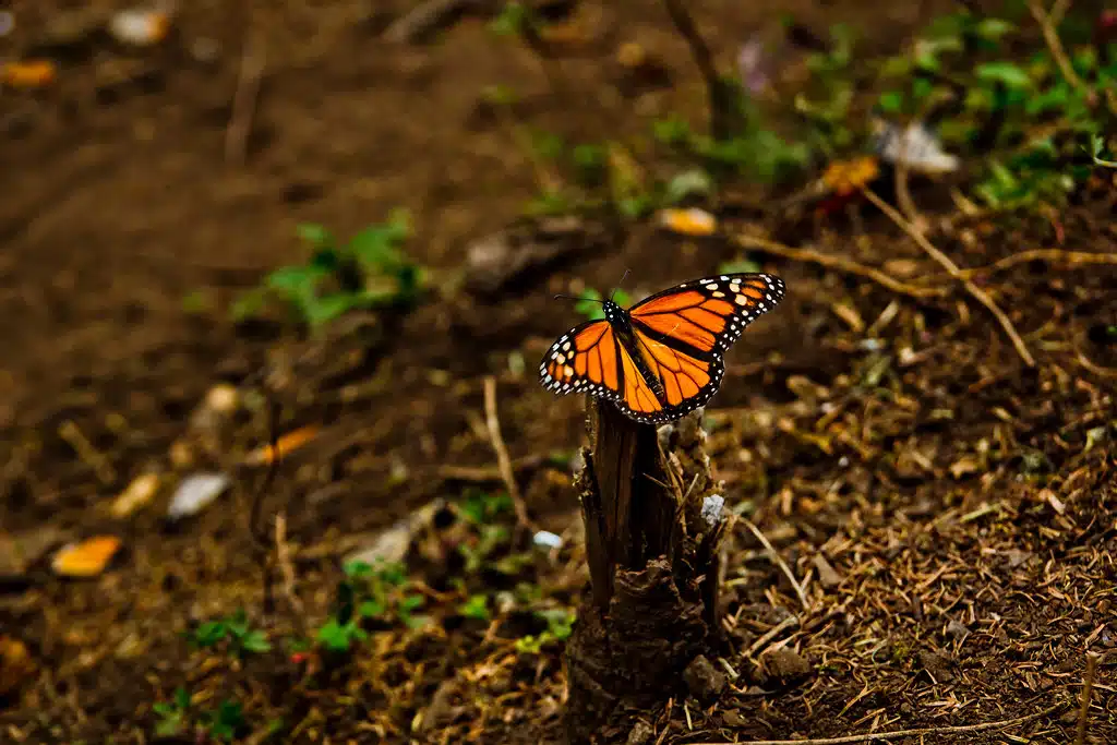 monarch butterflies mexico