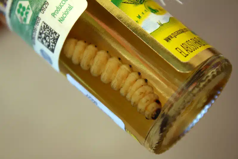 how to drink mezcal
