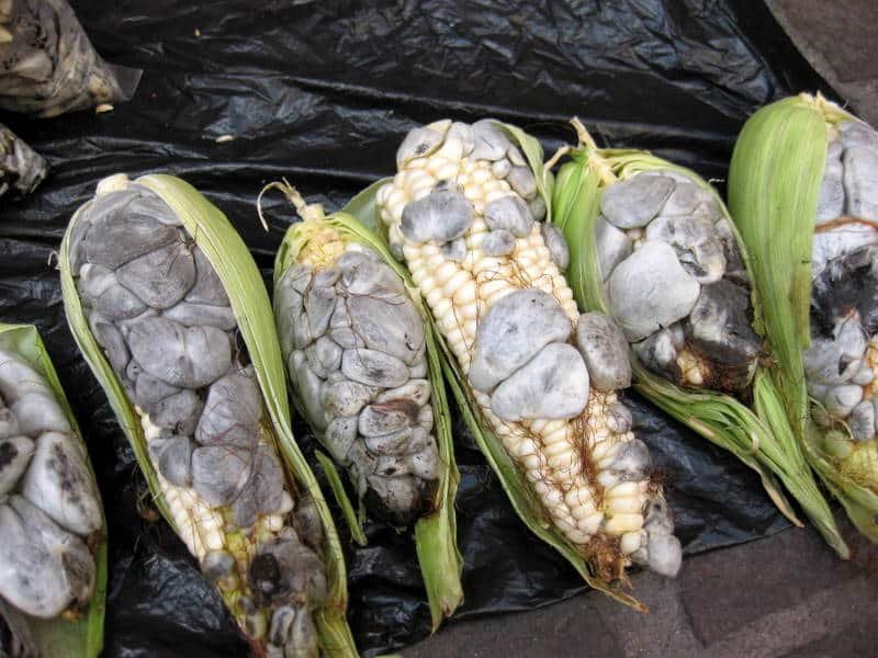 huitlacoche