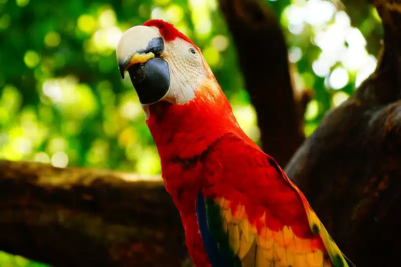 palenque chiapas