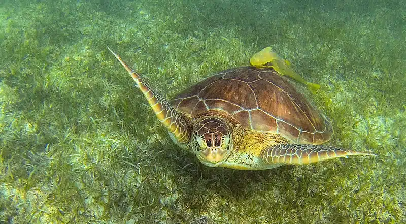 swim with turtles