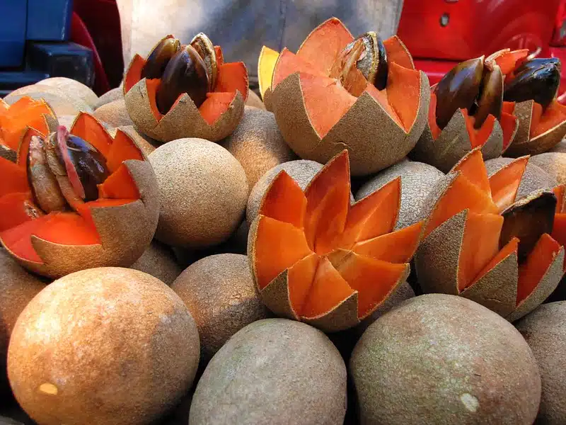 mamey