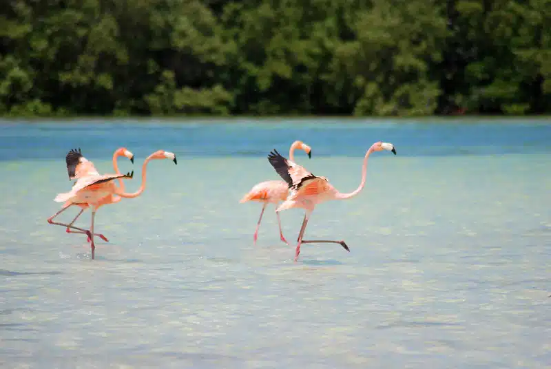 holbox beaches