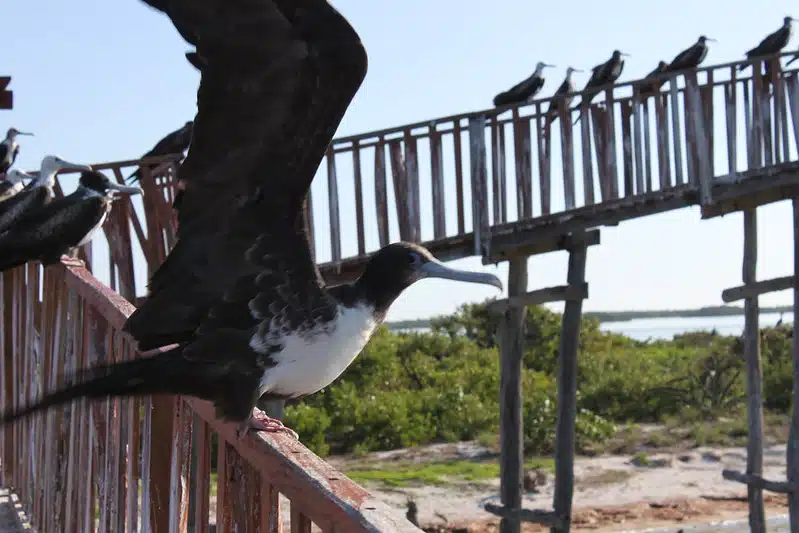 isla pajaros