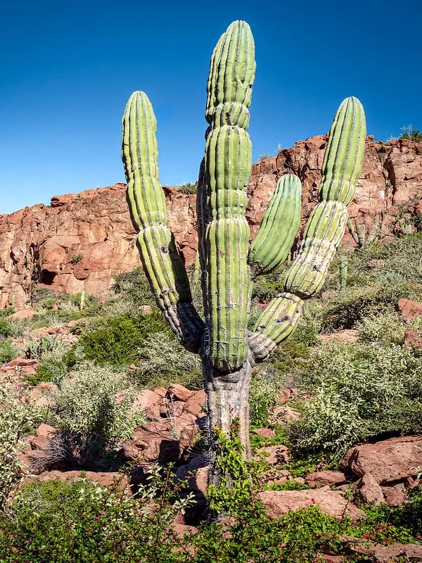 la ventana desert