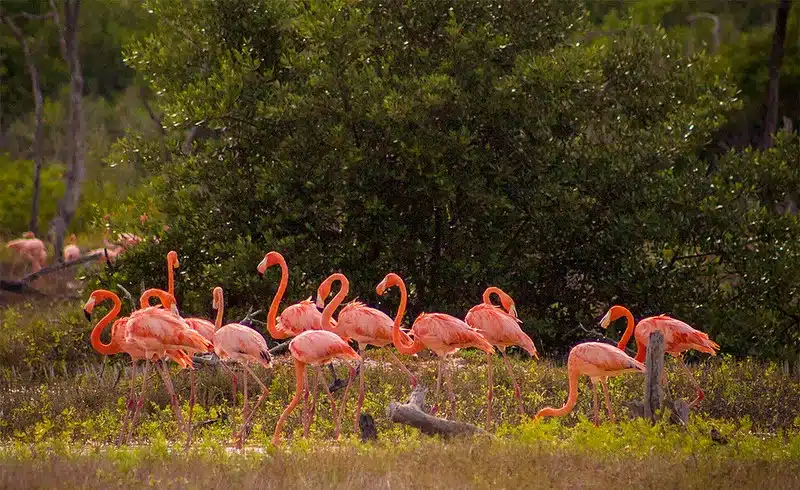 flamingos