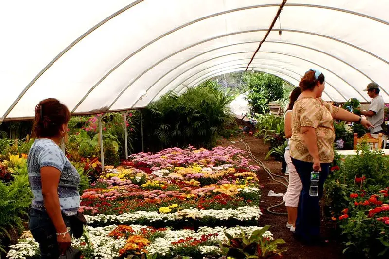flower nursery