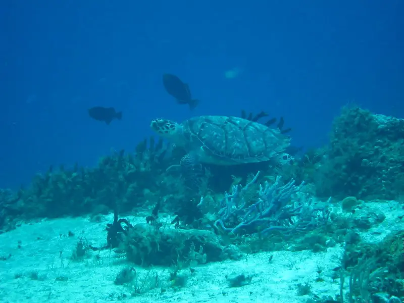 cozumel beaches