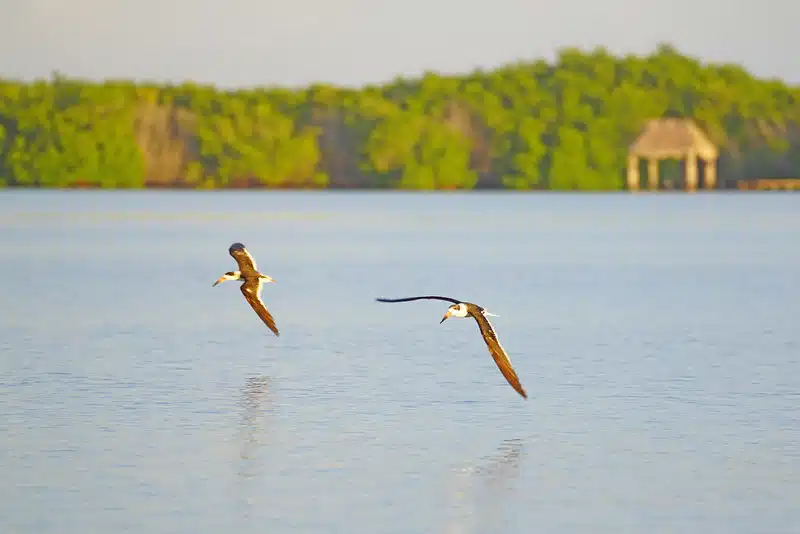 el cuyo yucatan