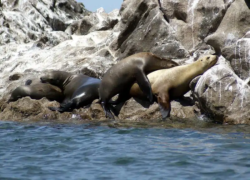 san jorge island