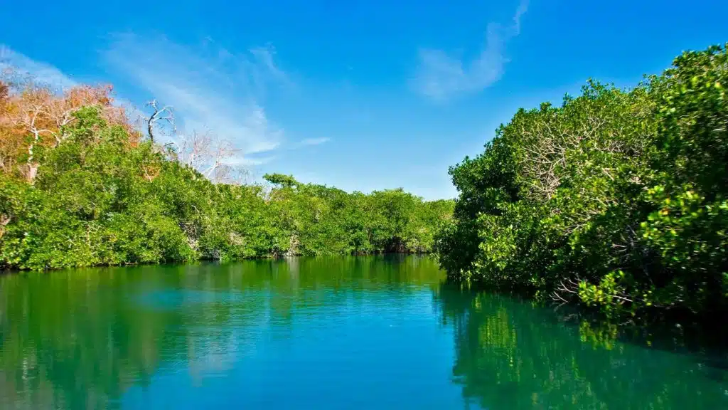 the estuary el salado