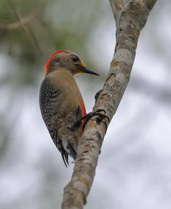wild birds