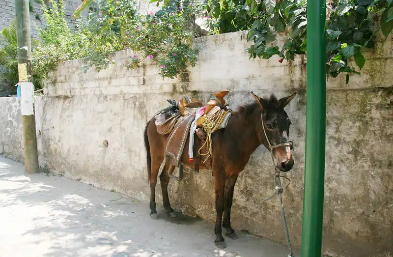 yelapa mexico