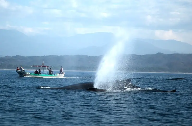 mazunte oaxaca