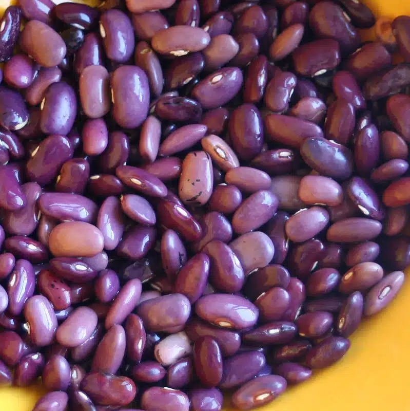 ayocote beans