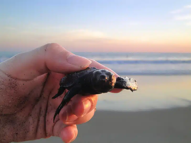 turtle release