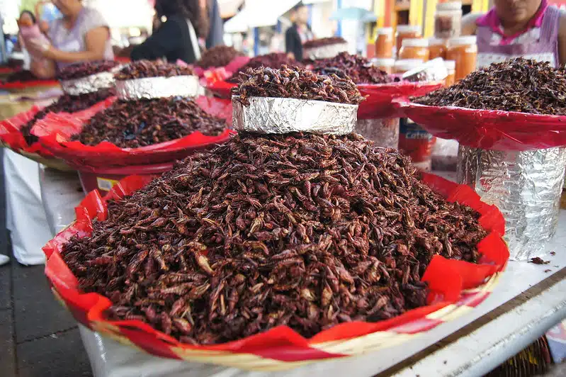 oaxacan food