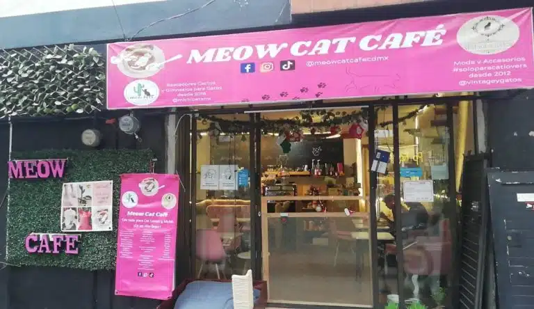 cat cafes mexico