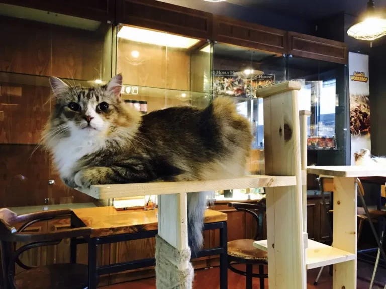 cat cafe mexico