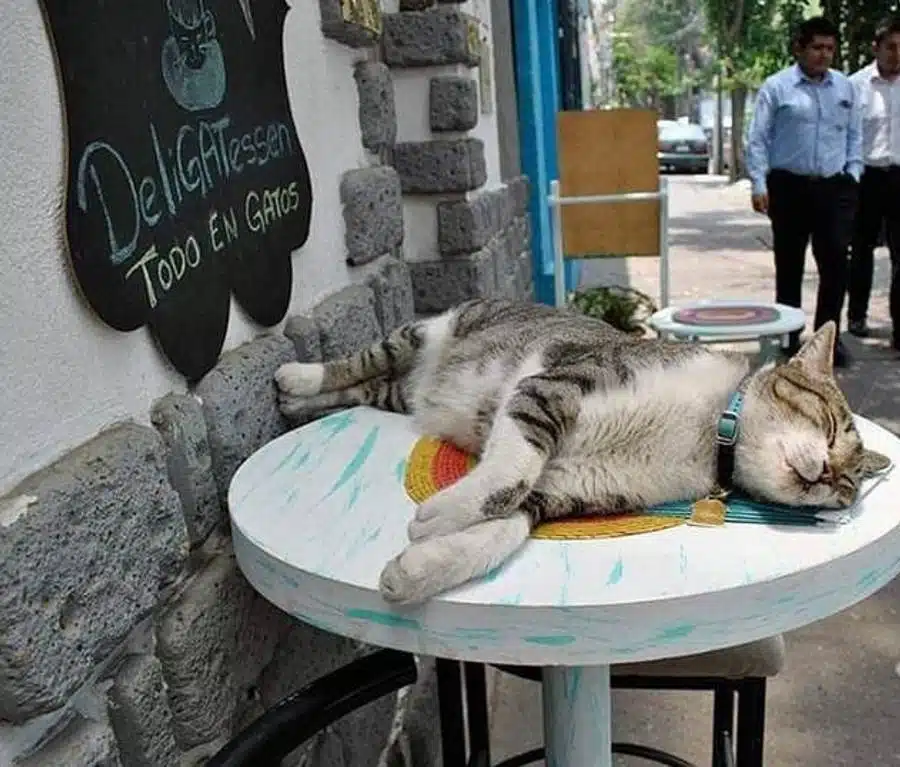 cat cafes mexico