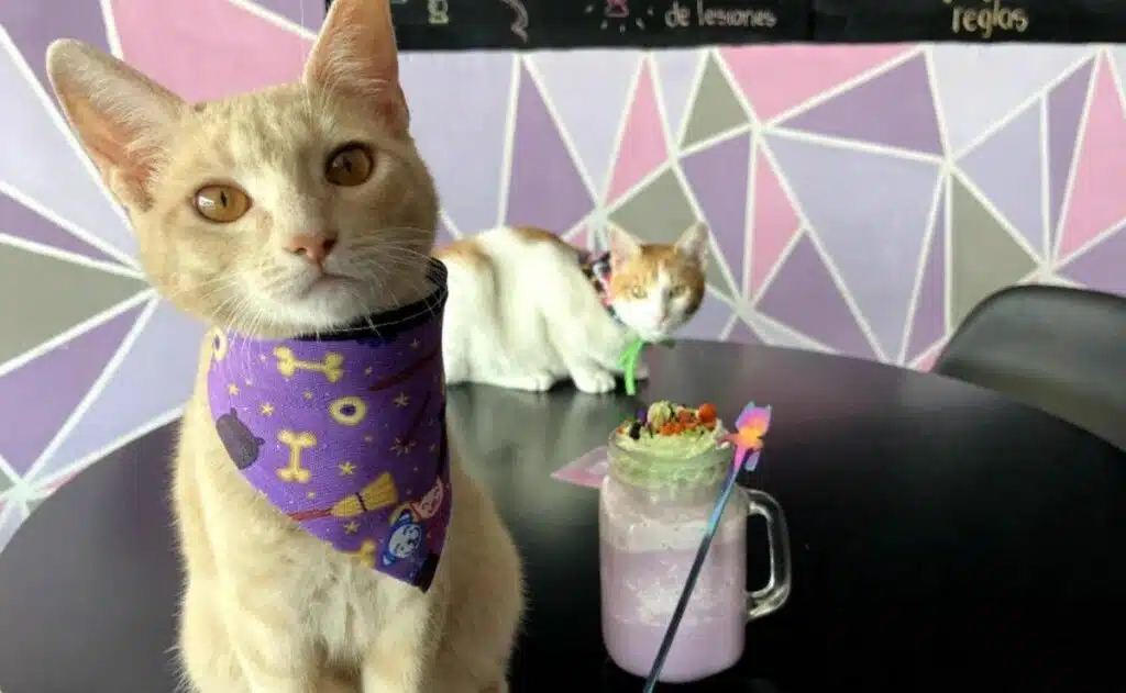 meaow cat cafe puebla mexico