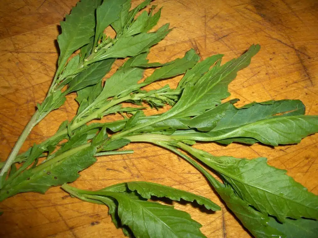 epazote