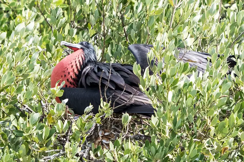 birds