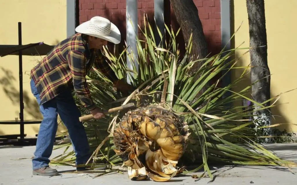 agave sotol plant