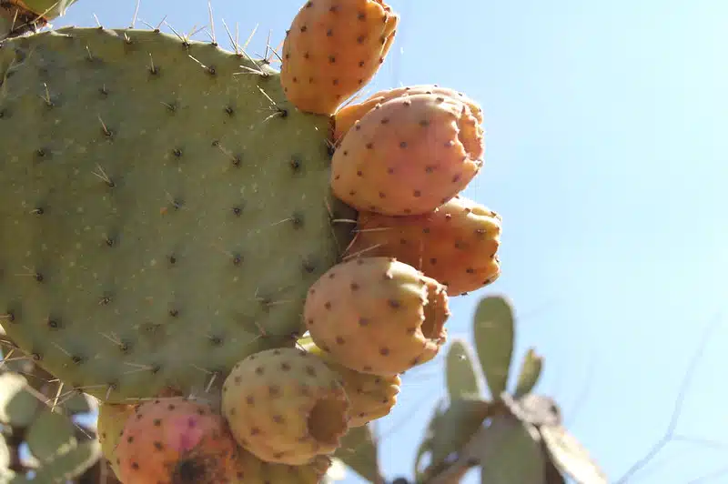 fruits from mexico