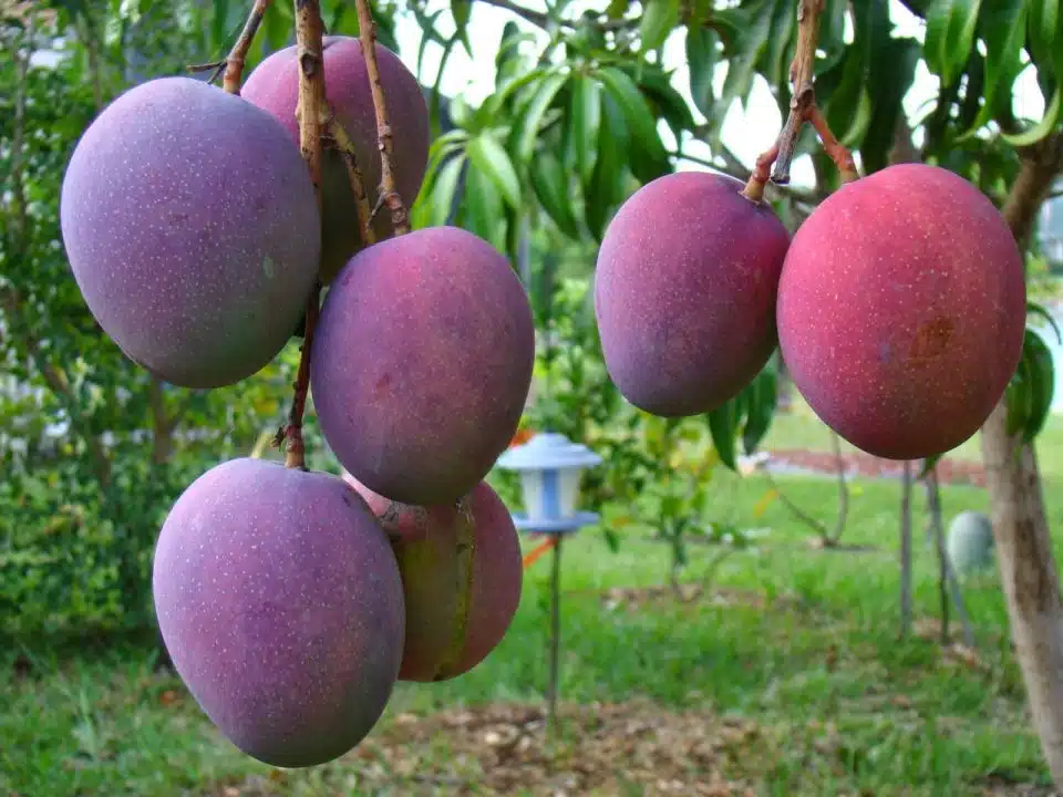 fruits from mexico