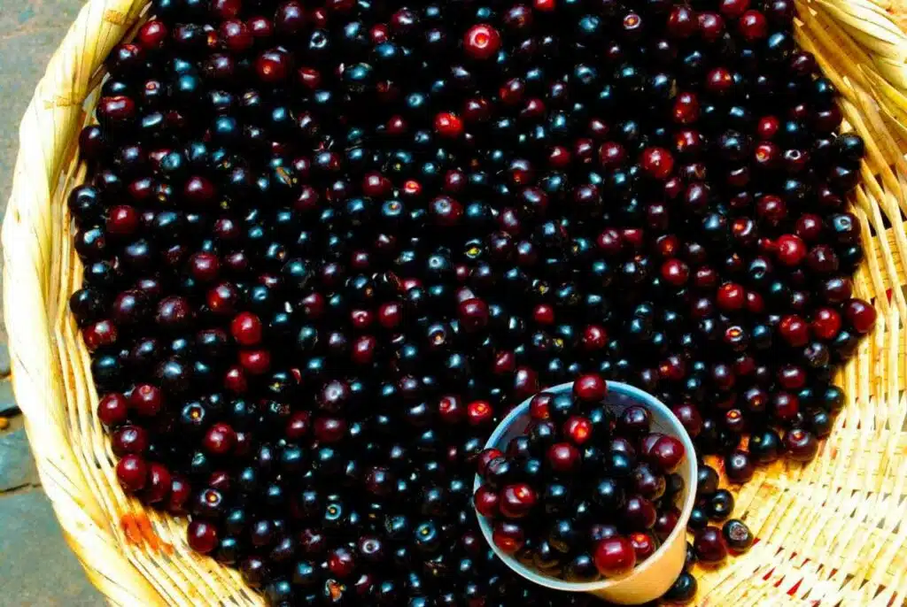 fruits of mexico