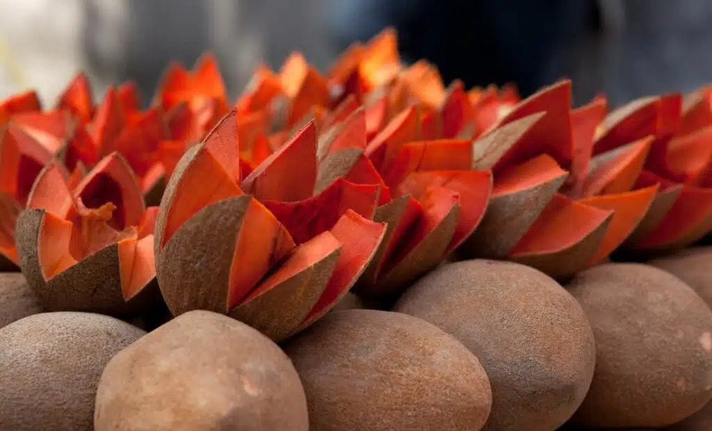 fruits of mexico