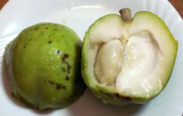 fruits of mexico