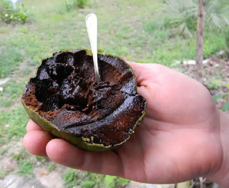 fruits of mexico